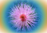 mimosa pudica2.jpg