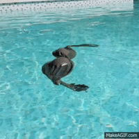 Amanda.gif