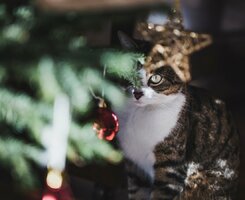 how_to_keep_cats_out_of_Christmas_trees.jpg